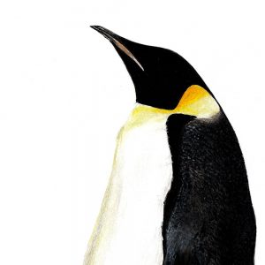pinguinorey2